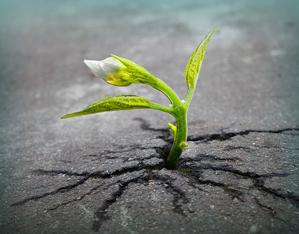 La Resilienza: quando il dolore ci fortifica